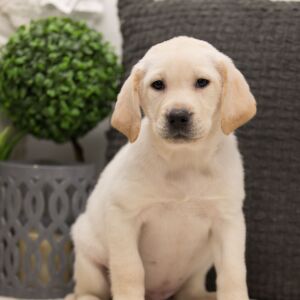 Labrador Retriever Puppy Roderick