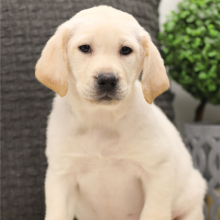 Labrador Retriever Puppy Roderick