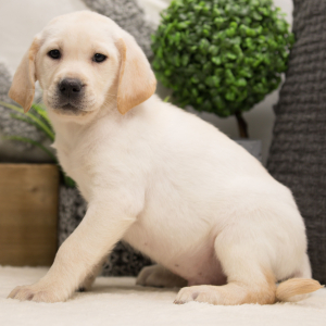 Labrador Retriever Puppy Roderick