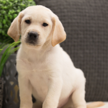 Labrador Retriever Puppy Roderick