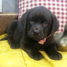 Labrador Retriever Puppy Pearl