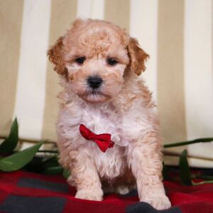 Bichonpoo Puppy Travis