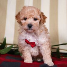 Bichonpoo Puppy Travis
