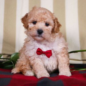 Bichonpoo Puppy Travis