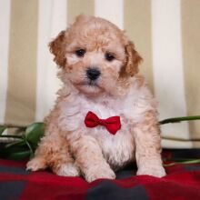 Bichonpoo Puppy Travis