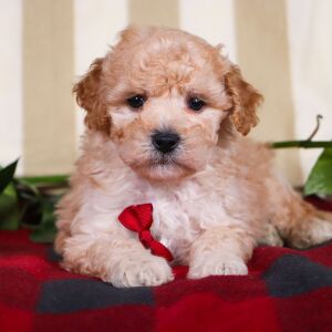 Bichonpoo Puppy Travis