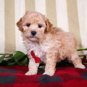 Bichonpoo Puppy Travis