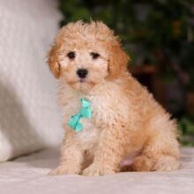 Bichonpoo Puppy Travis