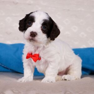 Cockapoo Puppy Virgil