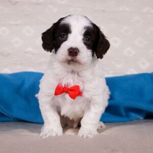 Cockapoo Puppy Virgil