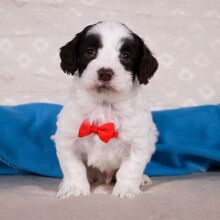 Cockapoo Puppy Virgil