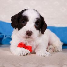Cockapoo Puppy Virgil