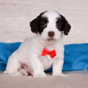 Cockapoo Puppy Virgil