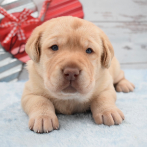 Labrador Retriever Puppy Collin