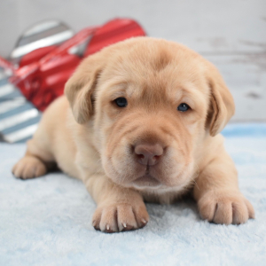 Labrador Retriever Puppy Collin