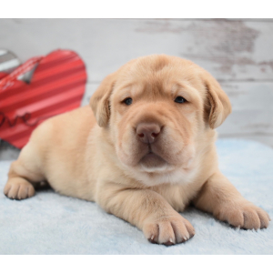 Labrador Retriever Puppy Collin