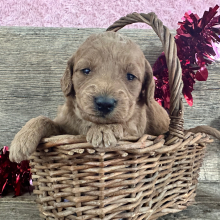 Labradoodle Puppy Helena