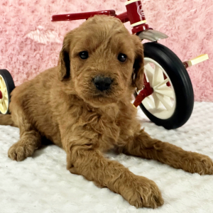 Labradoodle Puppy Helena