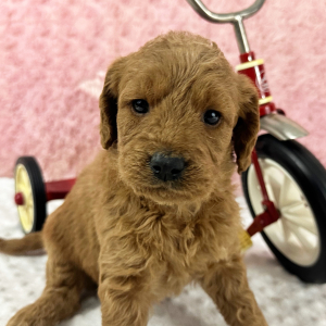 Labradoodle Puppy Helena