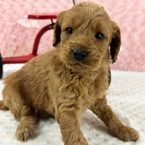 Labradoodle Puppy Helena