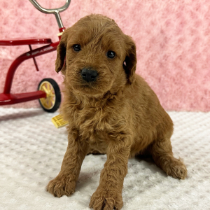 Labradoodle Puppy Helena