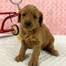 Labradoodle Puppy Helena