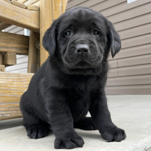 Labrador Retriever Puppy Isador