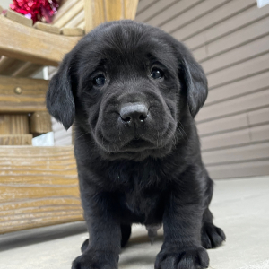 Labrador Retriever Puppy Isador