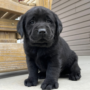 Labrador Retriever Puppy Isador