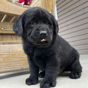 Labrador Retriever Puppy Isador
