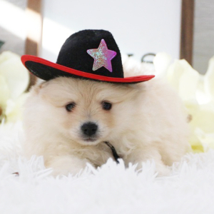 Pomeranian Puppy Chief