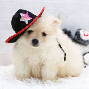 Pomeranian Puppy Chief
