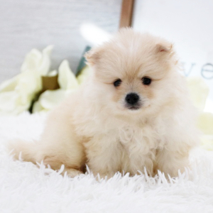 Pomeranian Puppy Chief