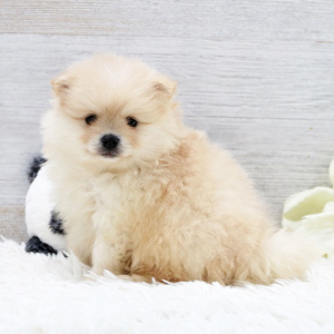 Pomeranian Puppy Chief