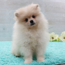 Pomeranian Puppy Chief