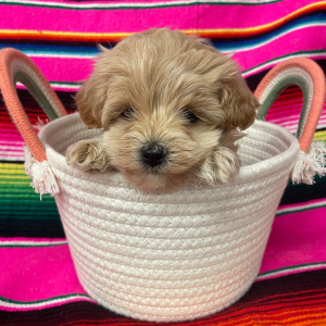 Maltipoo Puppy Millie