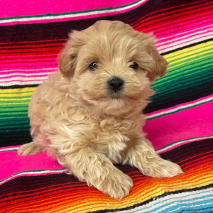 Maltipoo Puppy Millie