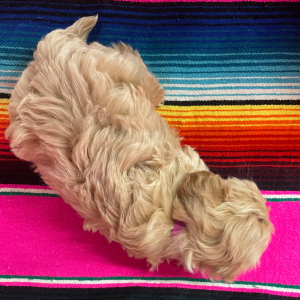 Maltipoo Puppy Millie