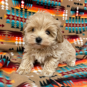 Maltipoo Puppy Millie