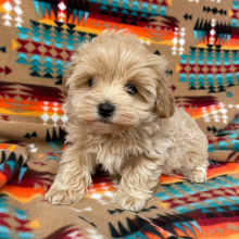 Maltipoo Puppy Millie