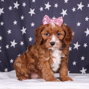 Cavapoo Puppy Princess Pixie