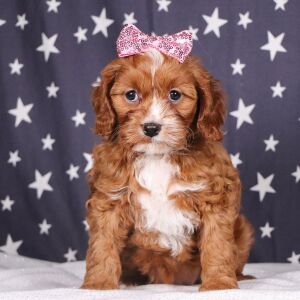 Cavapoo Puppy Princess Pixie