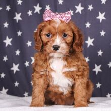 Cavapoo Puppy Princess Pixie