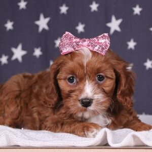 Cavapoo Puppy Princess Pixie