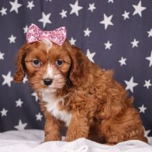Cavapoo Puppy Princess Pixie