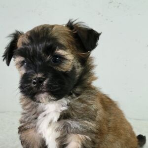 Havanese Puppy Shadow
