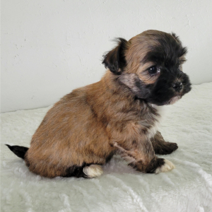 Havanese Puppy Shadow
