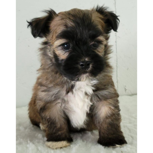Havanese Puppy Shadow
