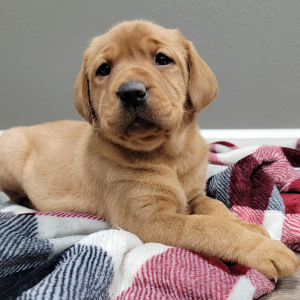 Labrador Retriever Puppy Monica