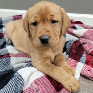Labrador Retriever Puppy Monica